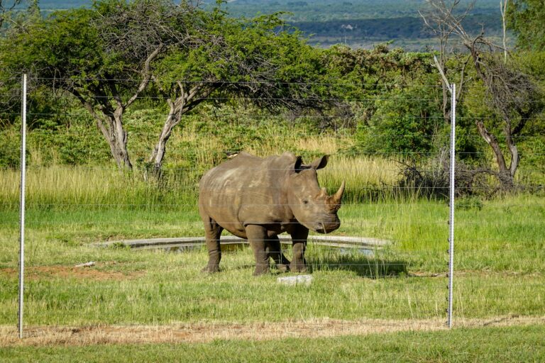 Understanding the Role of Road Signage in Safeguarding Rhino Conservation Areas
